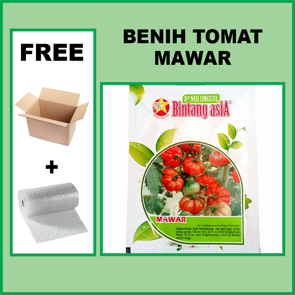 Benih TOMAT MAWAR